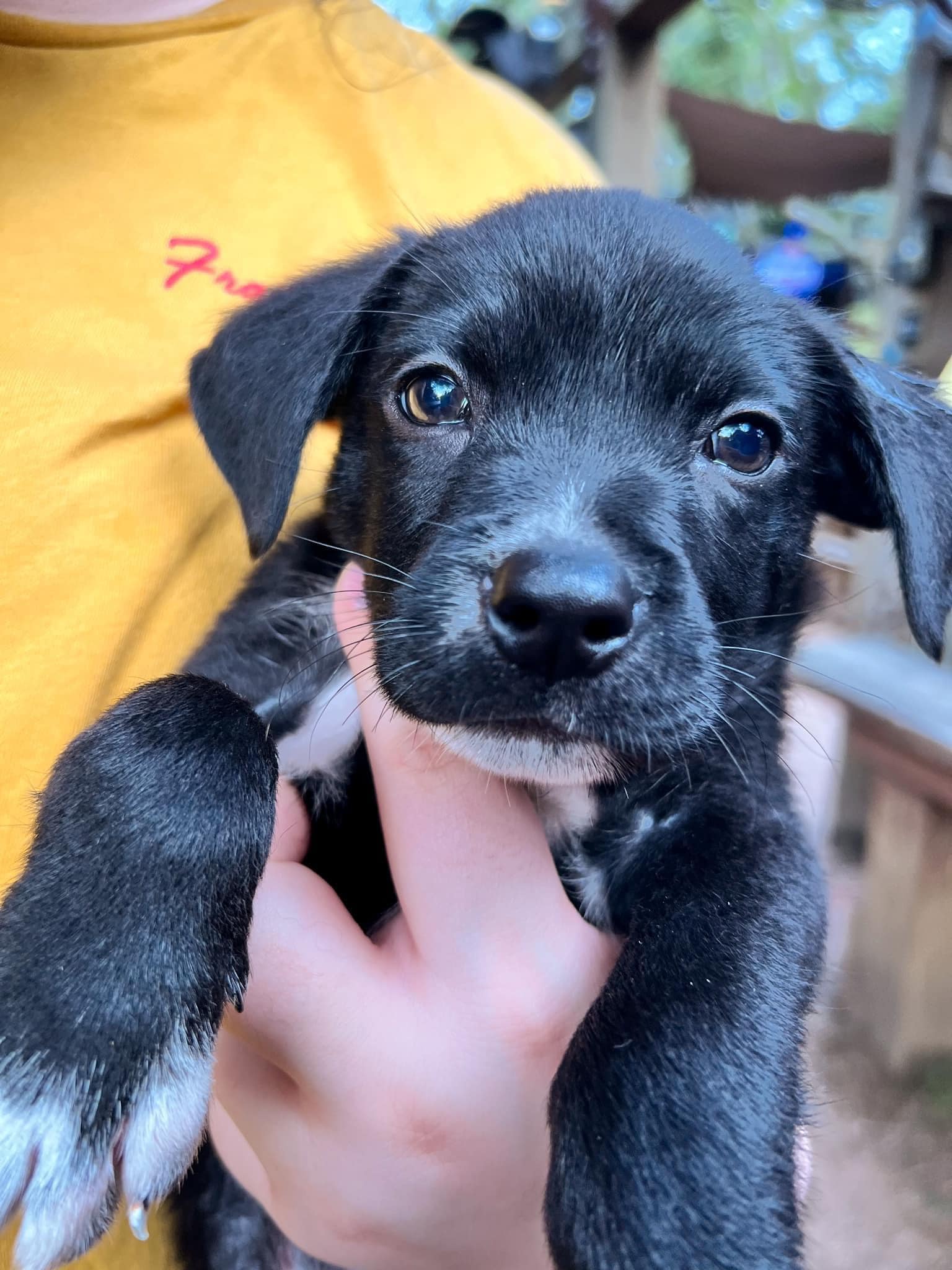 adoptable Dog in New Orleans, LA named Carver