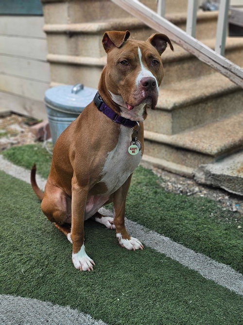 picture of the dog needing adoption