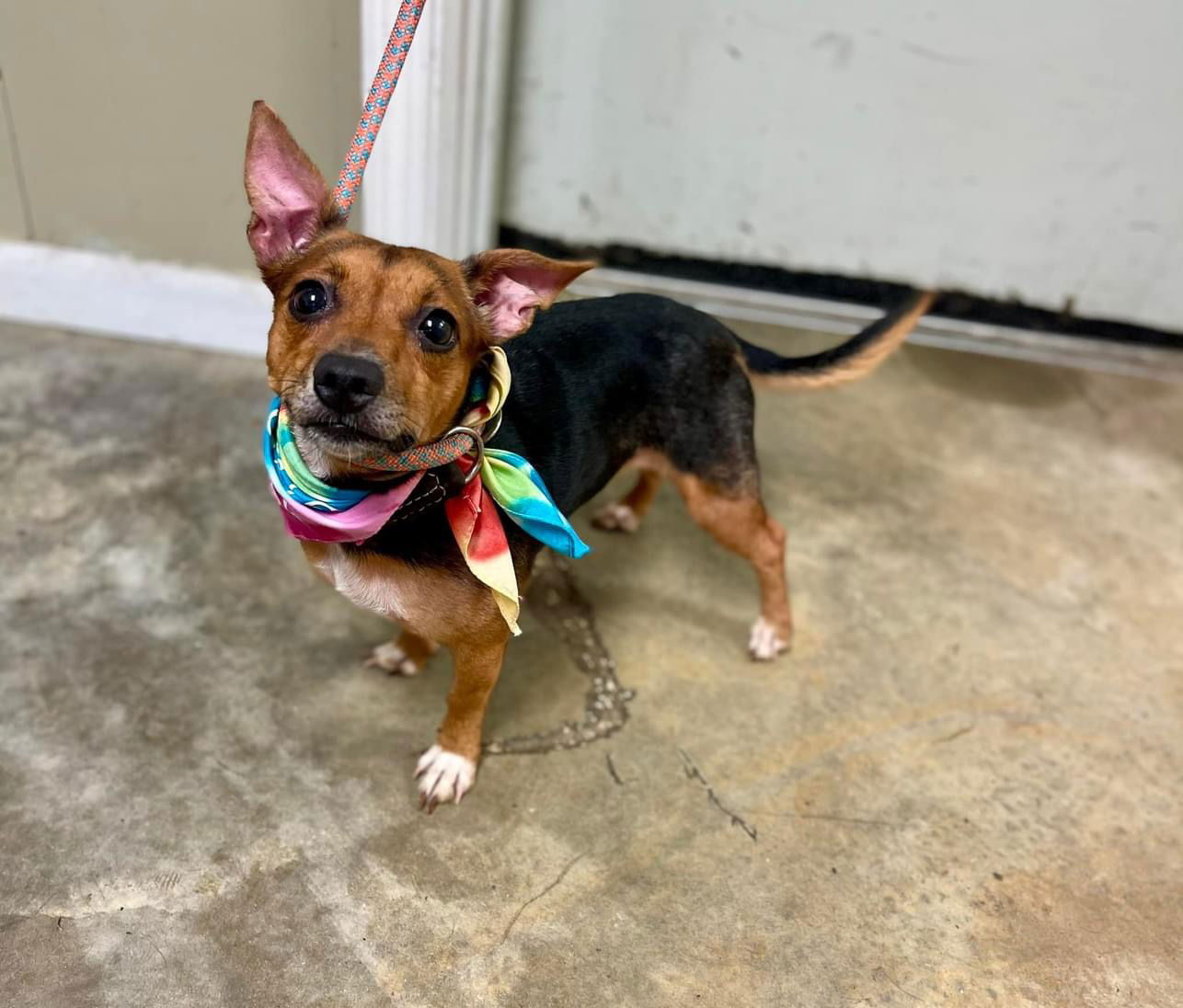 adoptable Dog in New Orleans, LA named Dazee Jayne