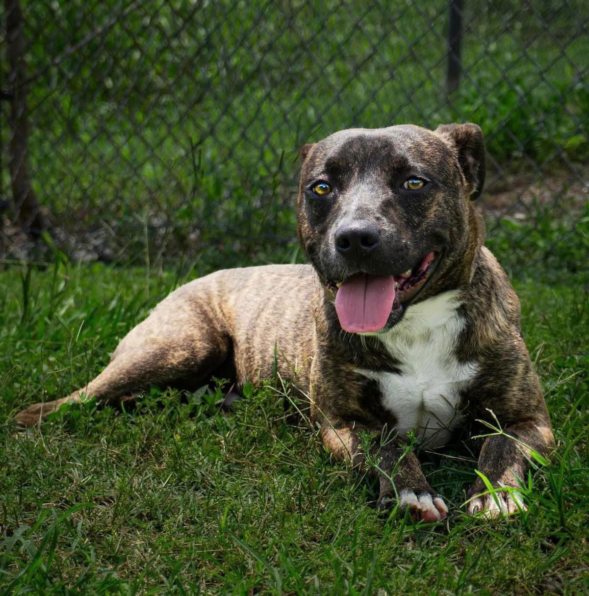 adoptable Dog in New Orleans, LA named Magic Mike