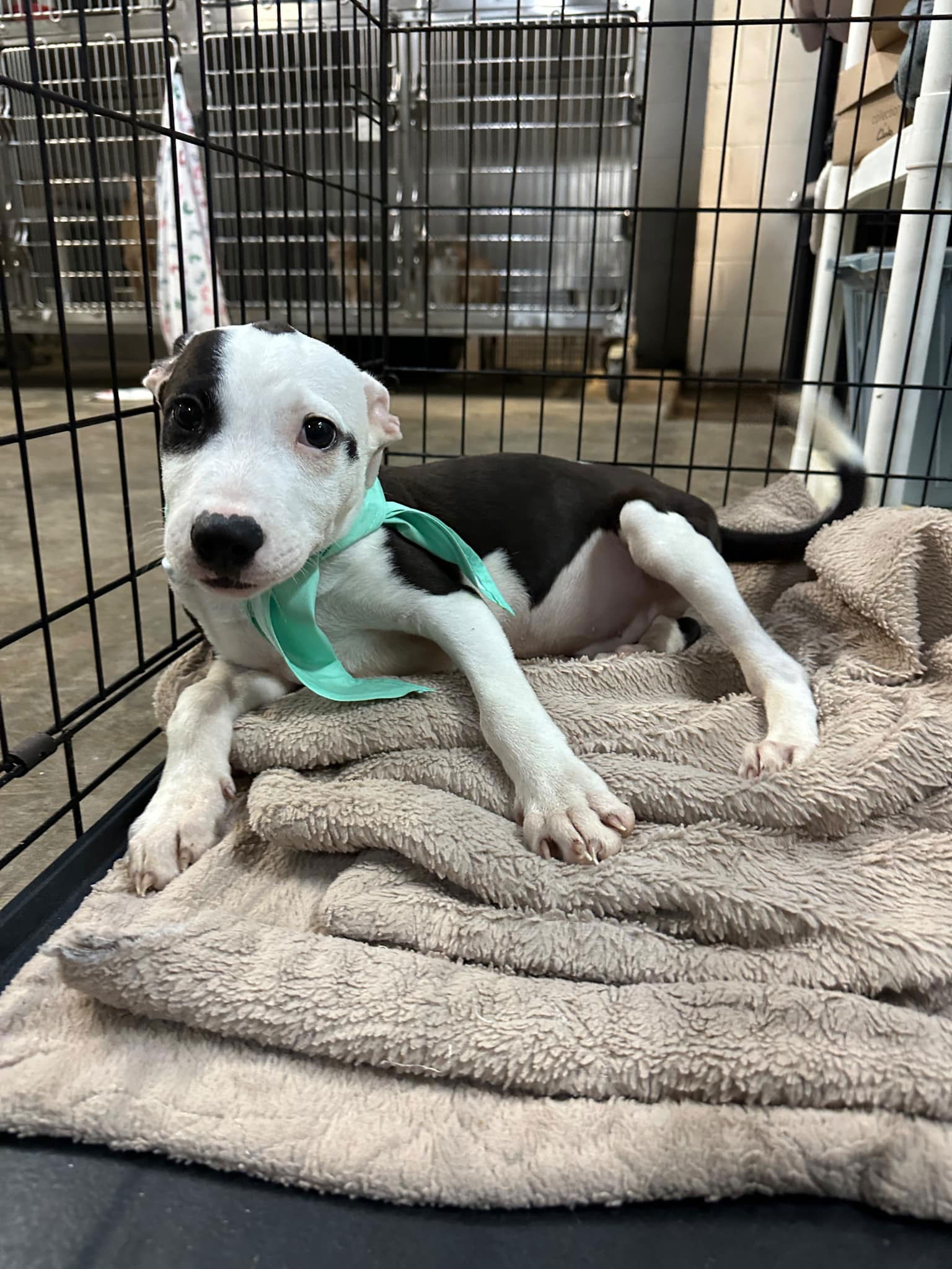 adoptable Dog in New Orleans, LA named Domino