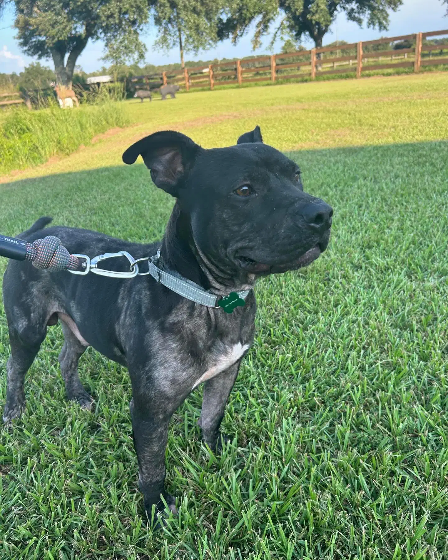 Benny Goodman - Pit Bull Terrier