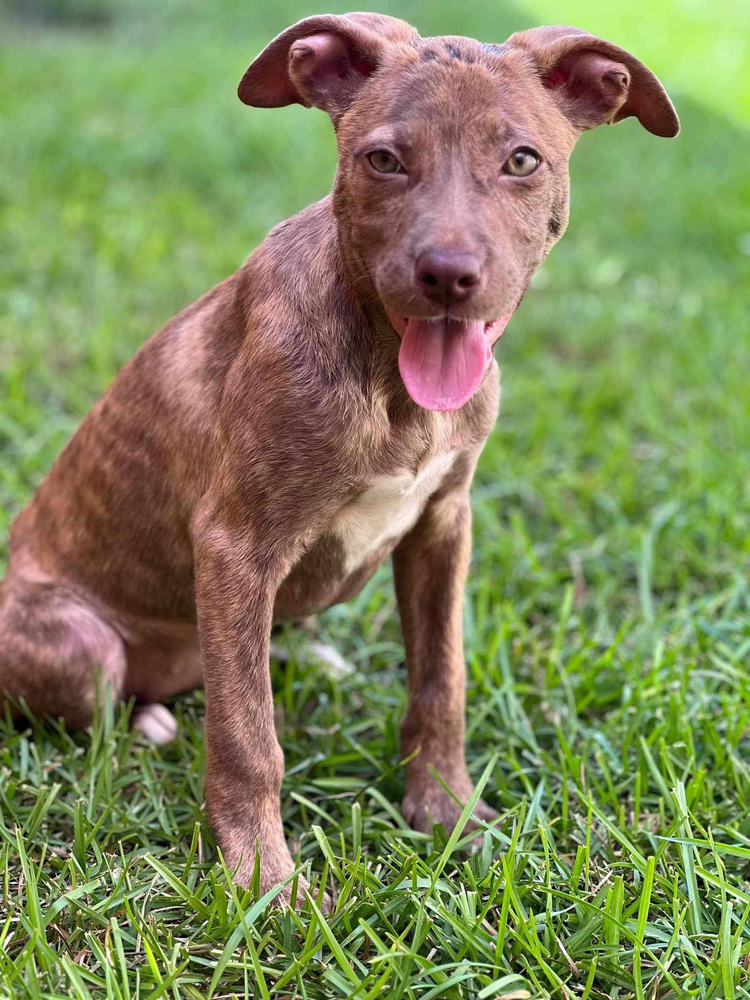 adoptable Dog in New Orleans, LA named Summer