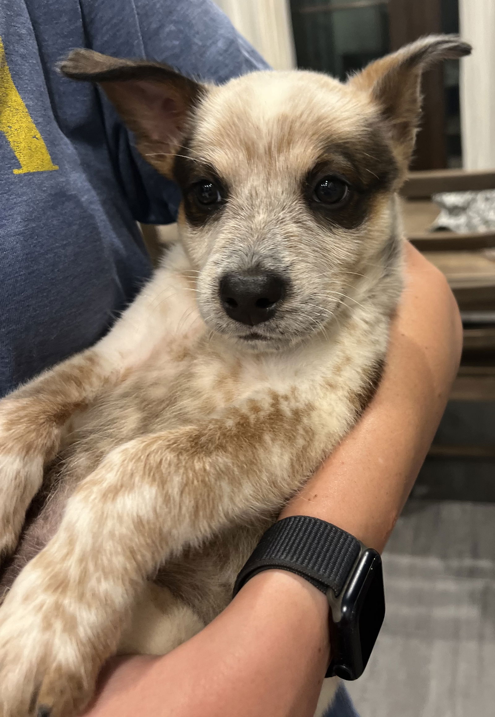 adoptable Dog in New Orleans, LA named Thunder