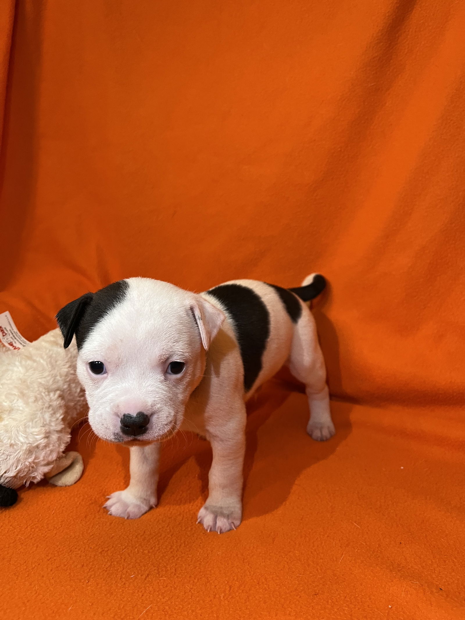 adoptable Dog in New Orleans, LA named Basil