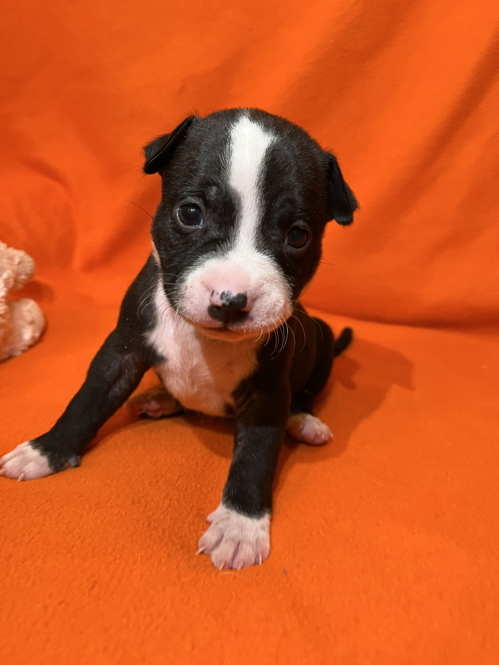 adoptable Dog in New Orleans, LA named Chive