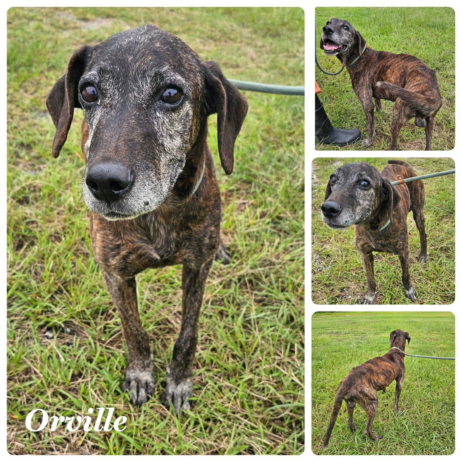 adoptable Dog in New Orleans, LA named Orville Woofenbacher