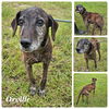 adoptable Dog in New Orleans, LA named Orville Woofenbacher