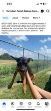 adoptable Dog in New Orleans, LA named Ethel