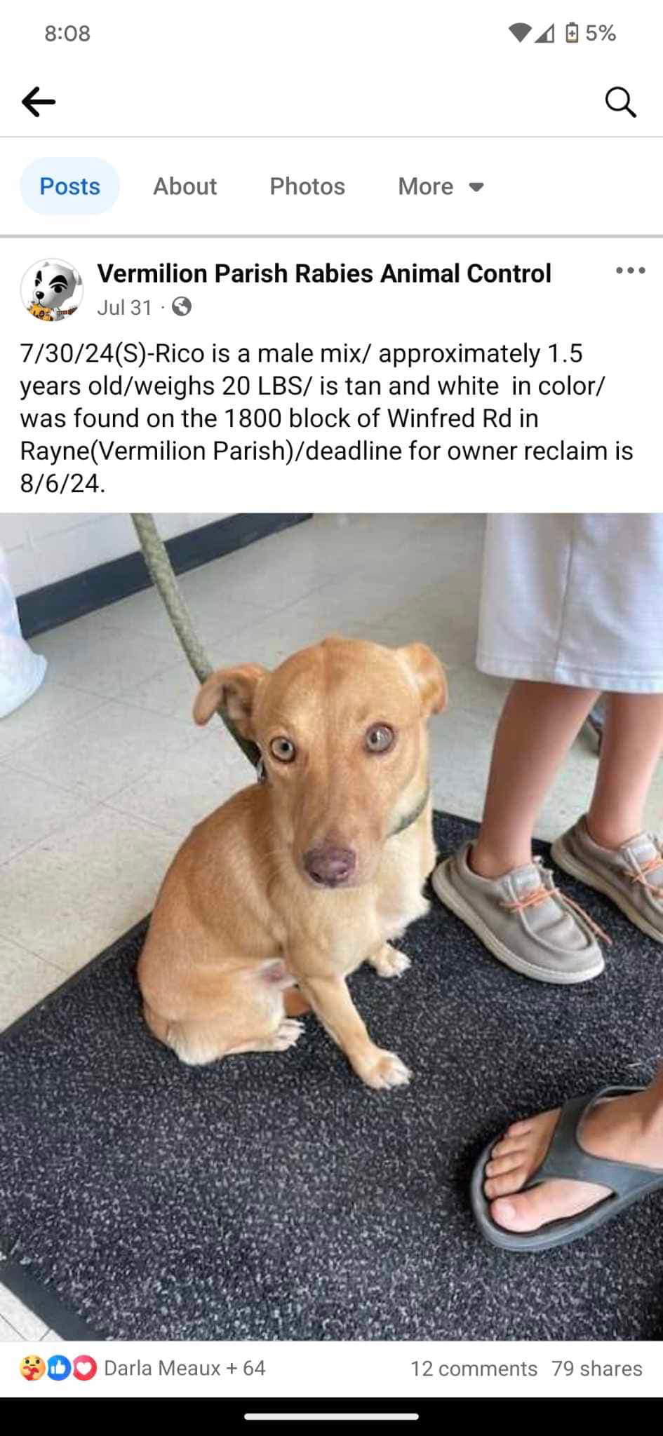 adoptable Dog in New Orleans, LA named Rico