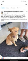 adoptable Dog in New Orleans, LA named Rico