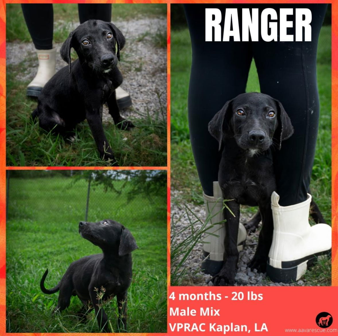 adoptable Dog in New Orleans, LA named Ranger