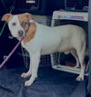 adoptable Dog in  named Tupelo