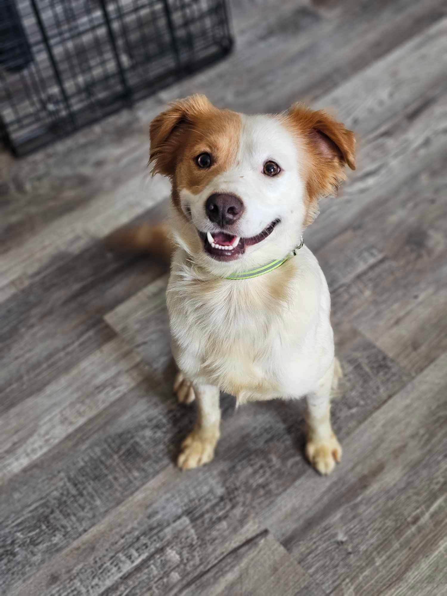 adoptable Dog in New Orleans, LA named Mason