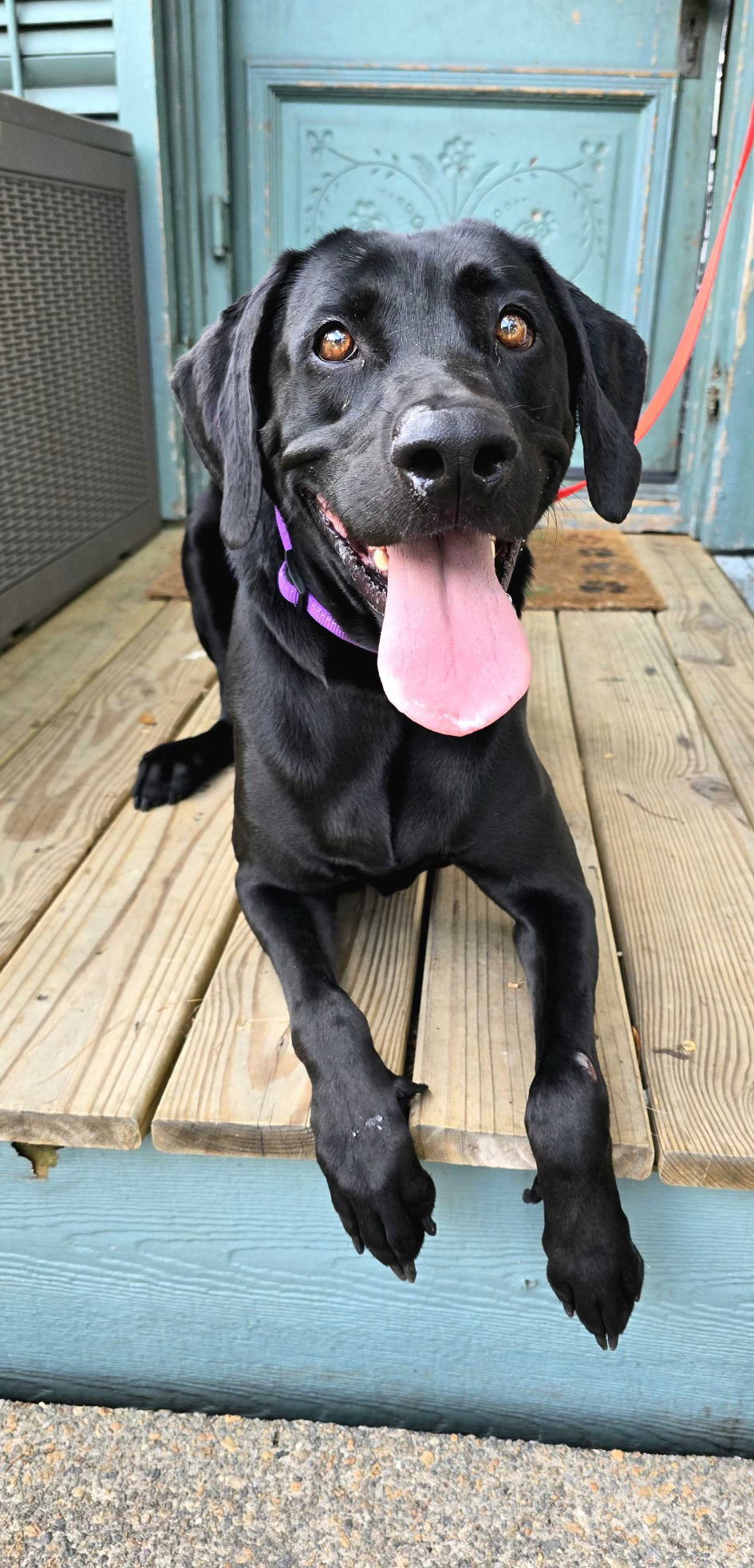 adoptable Dog in New Orleans, LA named Leviosa