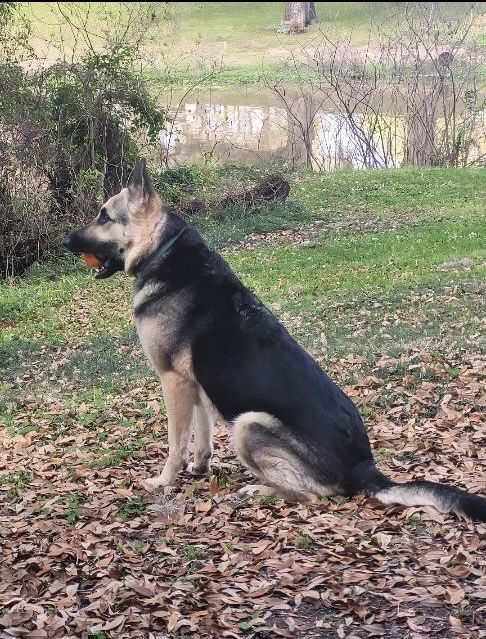 adoptable Dog in New Orleans, LA named Hazel Basil