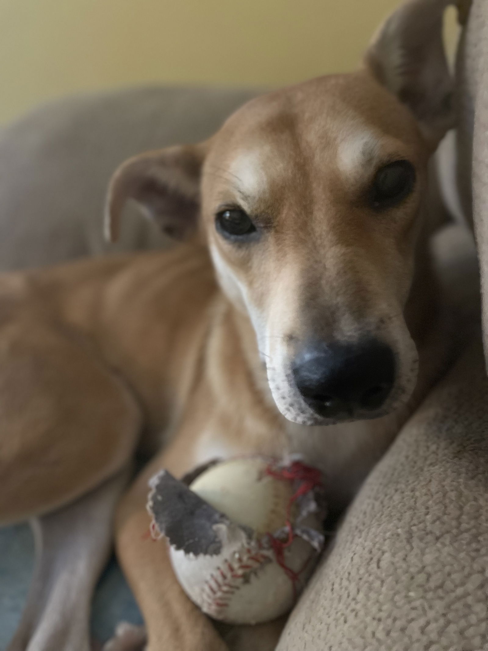 adoptable Dog in New Orleans, LA named Hilly