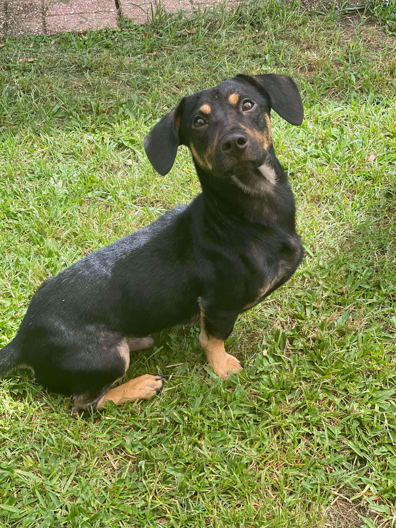 adoptable Dog in New Orleans, LA named Oliver