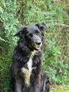 adoptable Dog in New Orleans, LA named Tequila