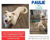 adoptable Dog in  named Paulie B