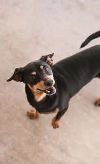 adoptable Dog in New Orleans, LA named Ramen