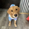 adoptable Dog in , LA named Tot (Benefactor Puppy)