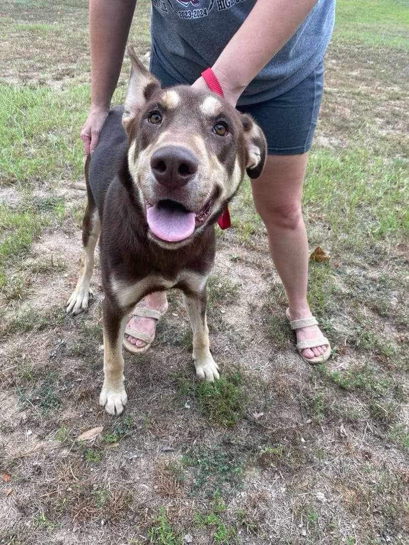 adoptable Dog in New Orleans, LA named Tucker