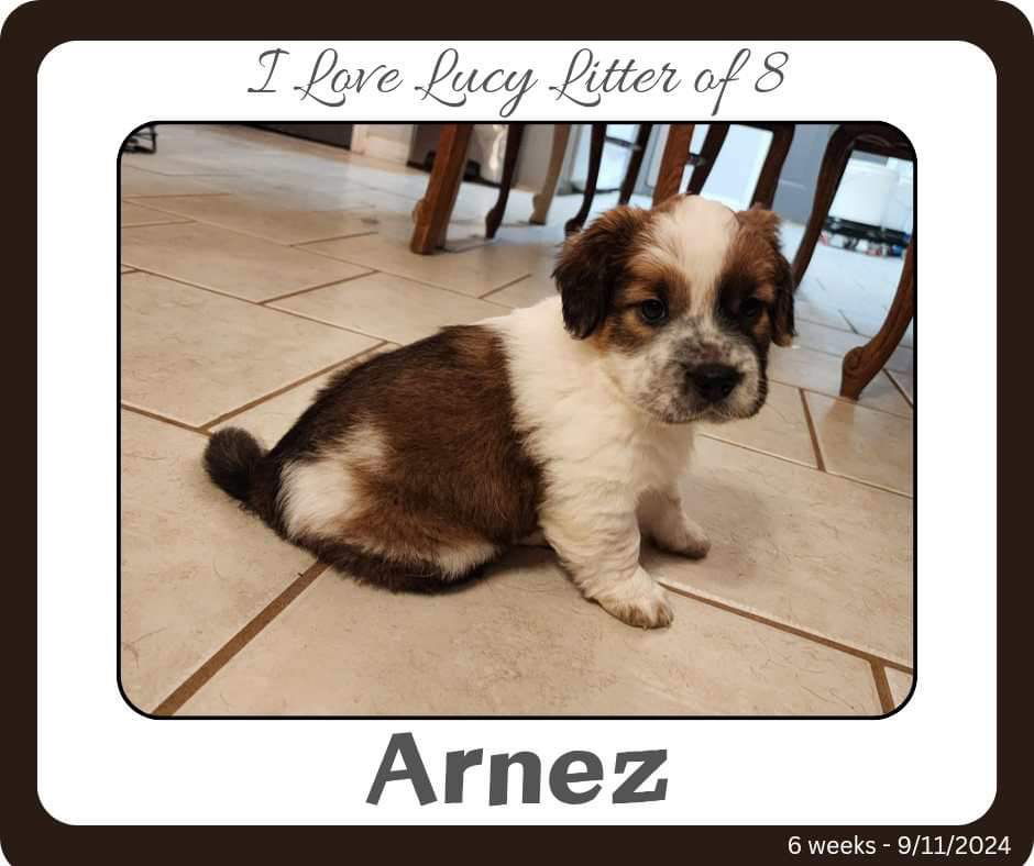 adoptable Dog in New Orleans, LA named Arnaz