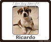 adoptable Dog in  named Ricardo