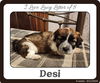 adoptable Dog in  named Desi