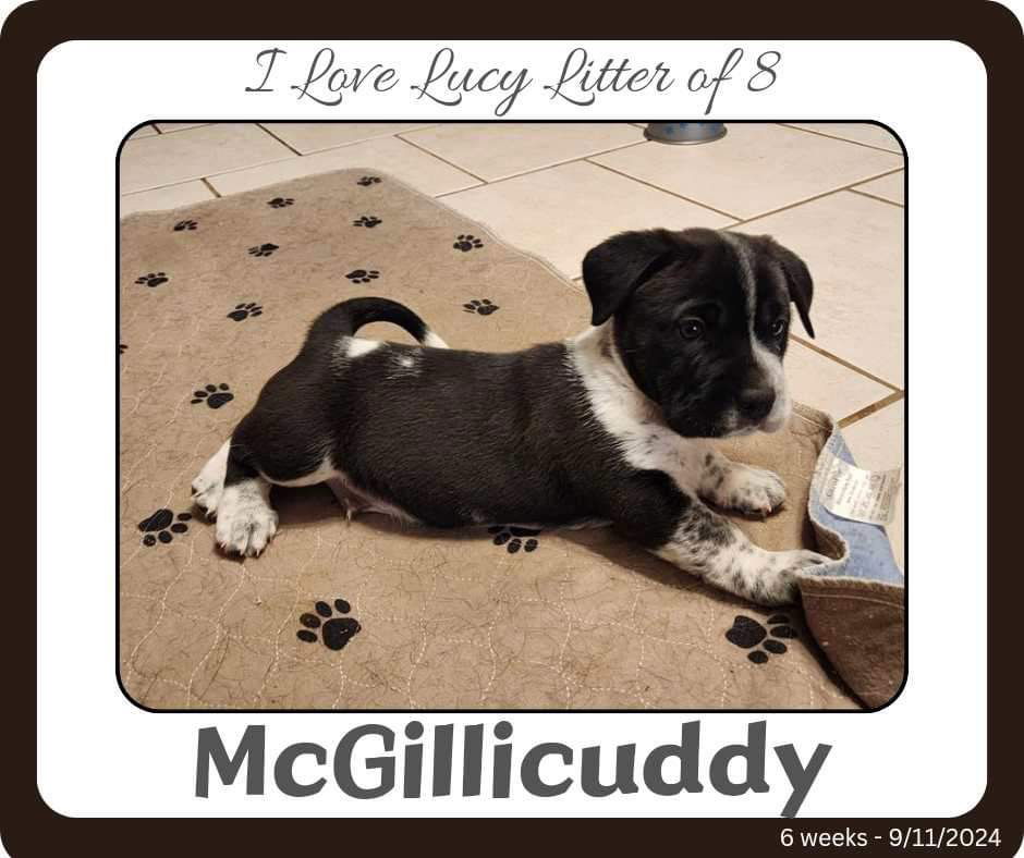 adoptable Dog in New Orleans, LA named McGillicuddy