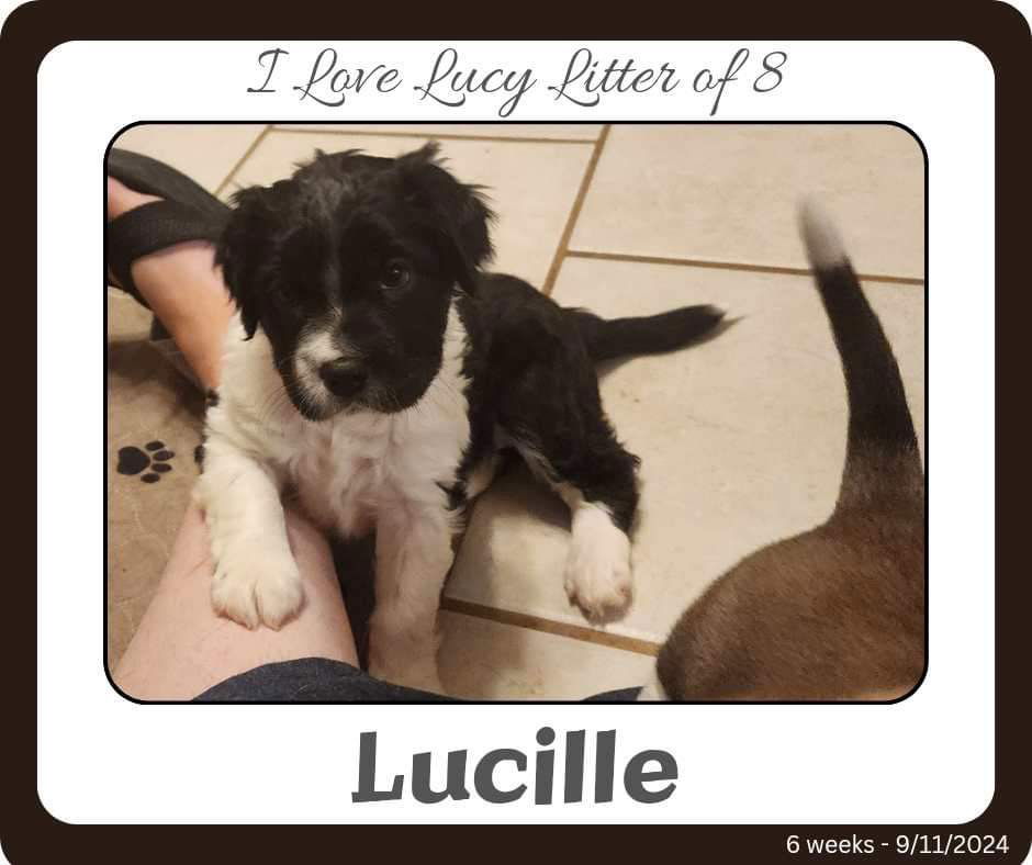 adoptable Dog in New Orleans, LA named Lucille