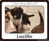 adoptable Dog in  named Lucille