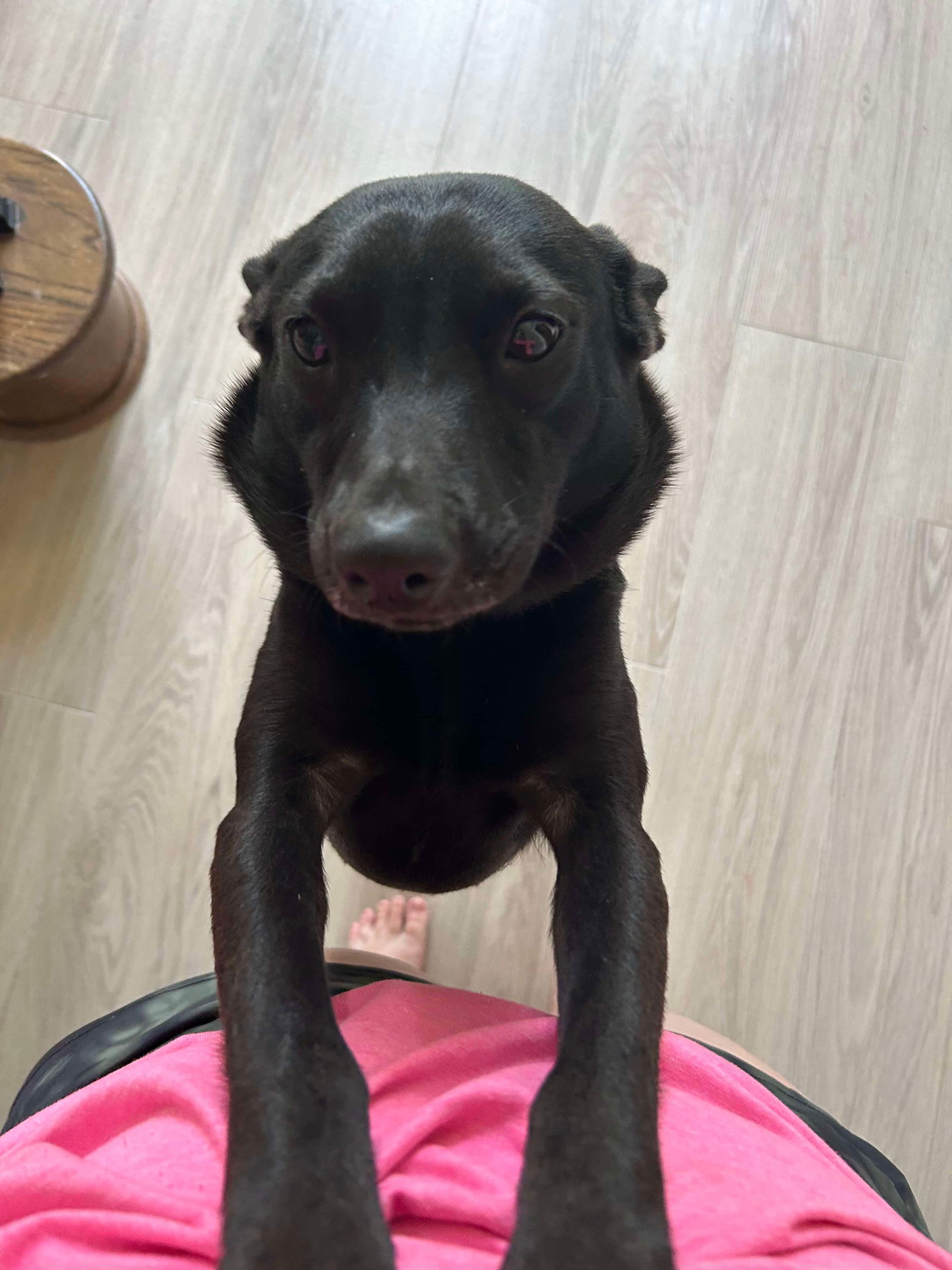 adoptable Dog in New Orleans, LA named Chicken Biscuit