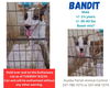 adoptable Dog in , LA named Bandit