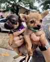 adoptable Dog in New Orleans, LA named Chip