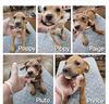 adoptable Dog in  named Poppy Francine