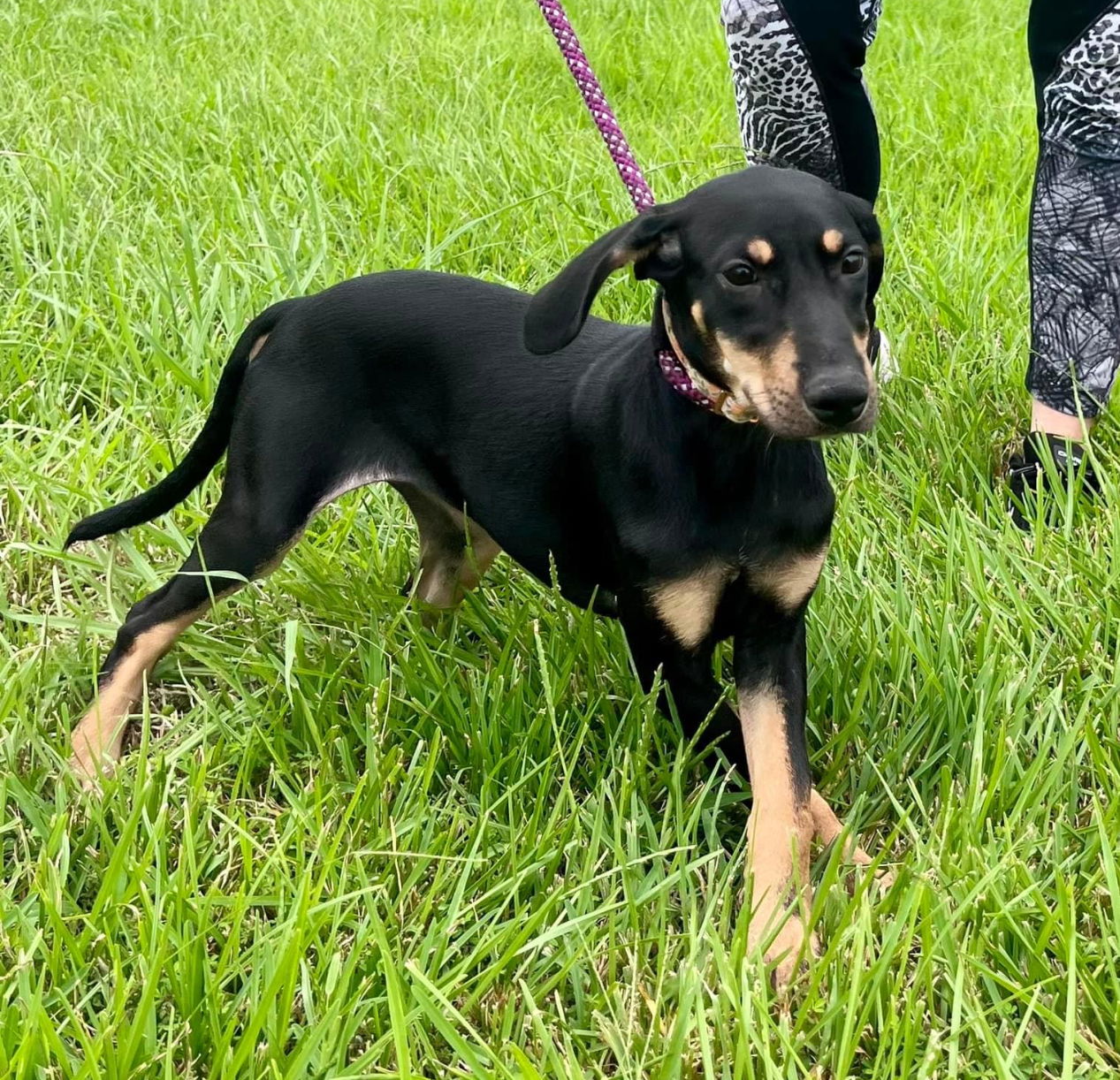 adoptable Dog in New Orleans, LA named Octavia