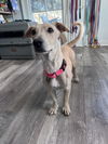 adoptable Dog in New Orleans, LA named Beatrice Beauty