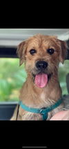 adoptable Dog in , LA named Fraizer (Benefactor Dog)