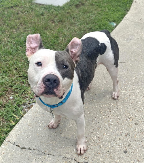 picture of the dog needing adoption