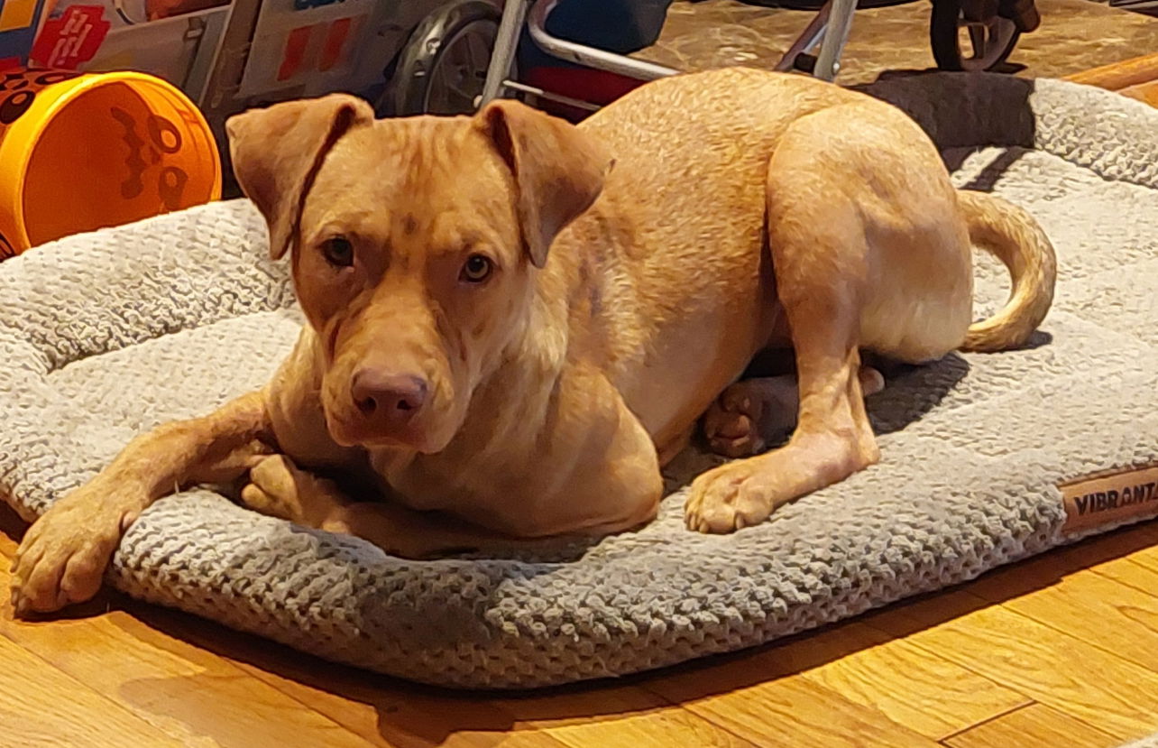 adoptable Dog in New Orleans, LA named Sandy