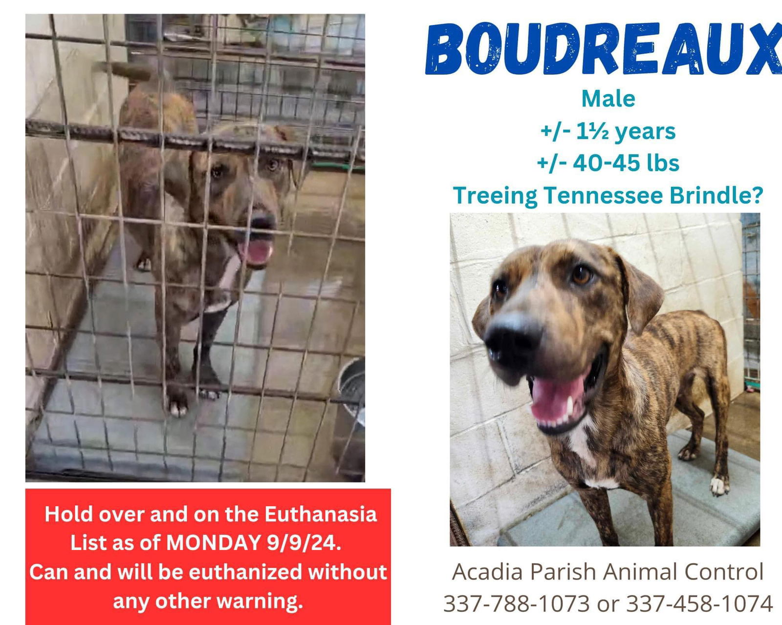 adoptable Dog in New Orleans, LA named Boudreaux