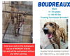 adoptable Dog in  named Boudreaux