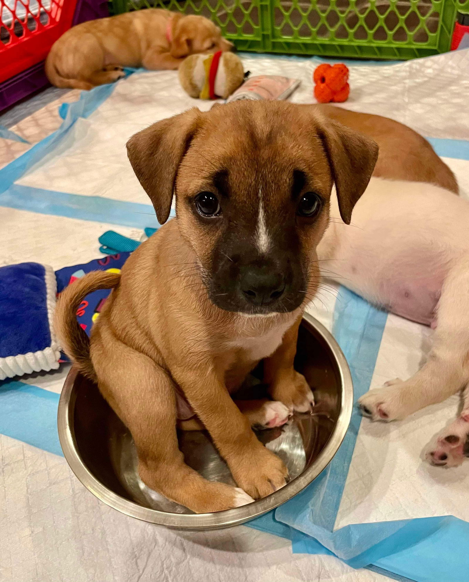 adoptable Dog in New Orleans, LA named VooDoo Roux