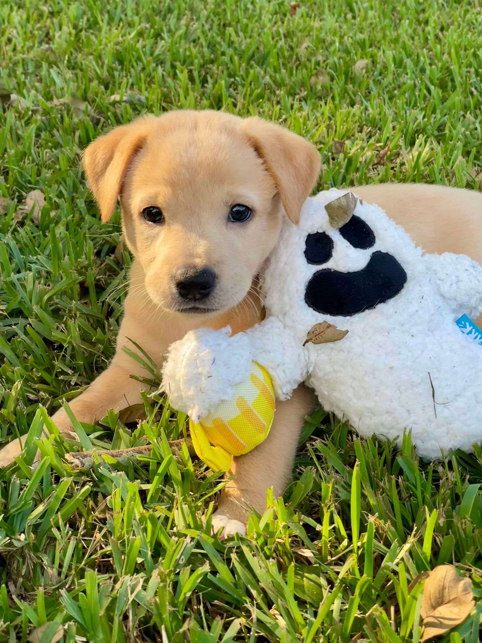 adoptable Dog in New Orleans, LA named Miss Irma Thomas