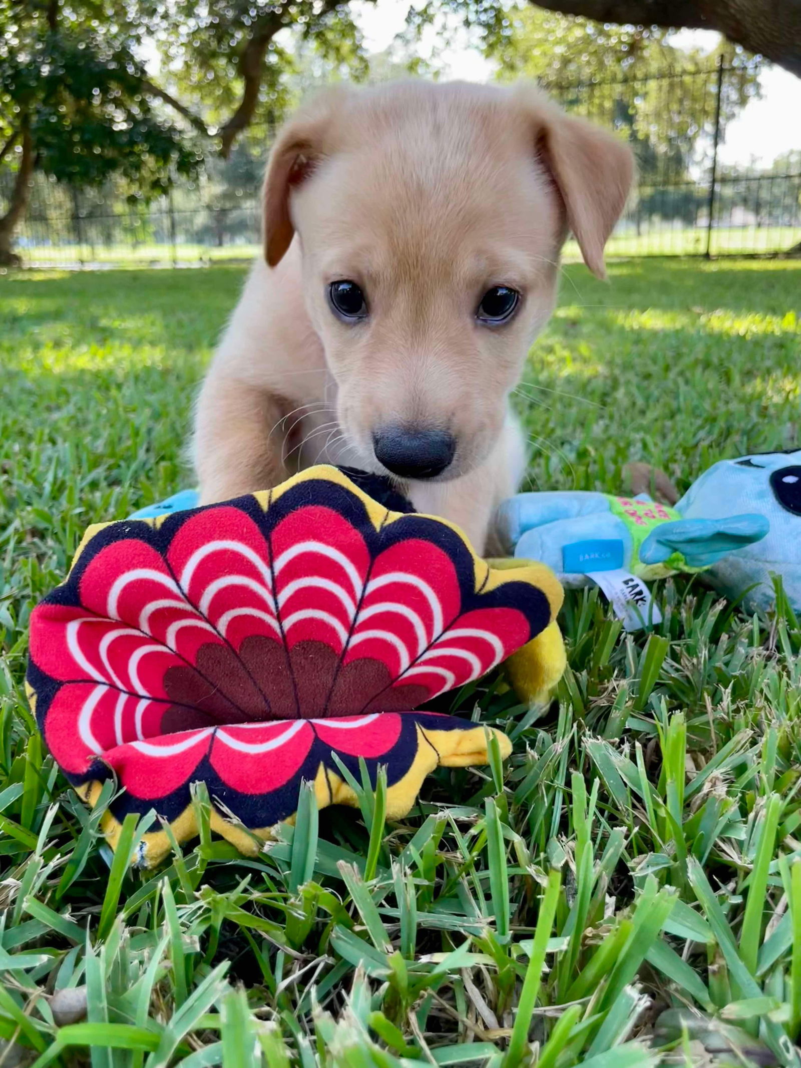 adoptable Dog in New Orleans, LA named Lil Muffie Lotta