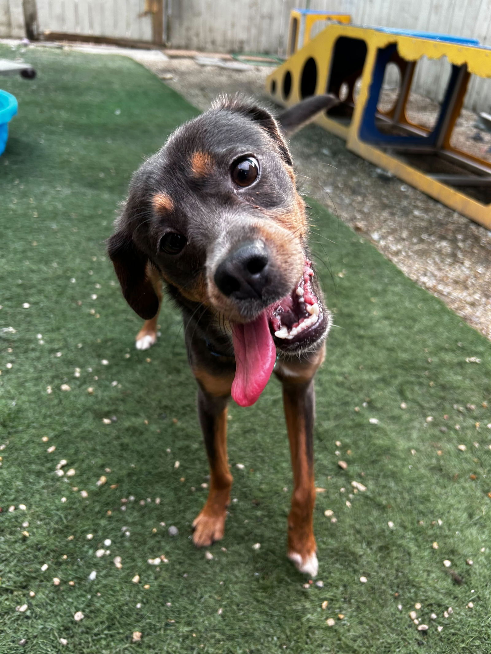 adoptable Dog in New Orleans, LA named Rupert