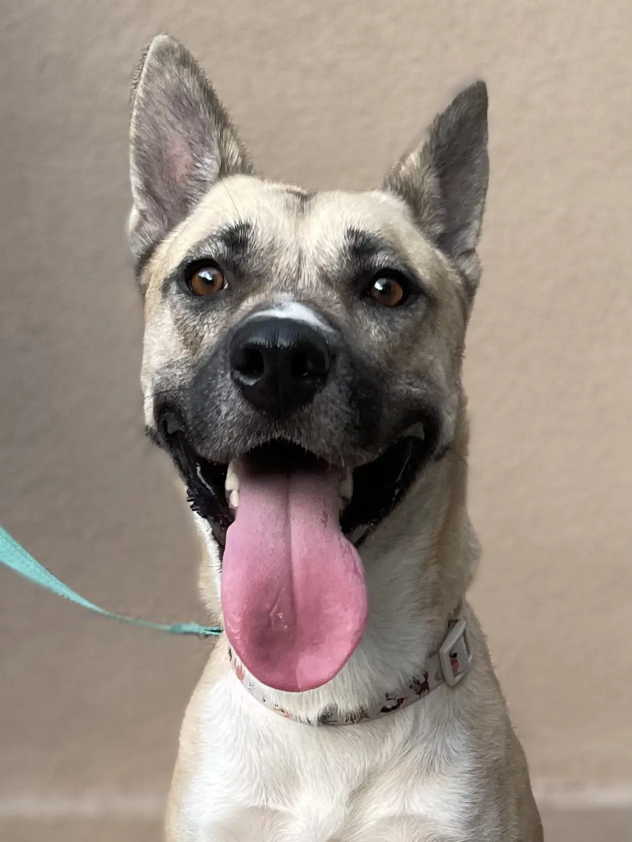 Gemma Reduced Rover - Shepherd
