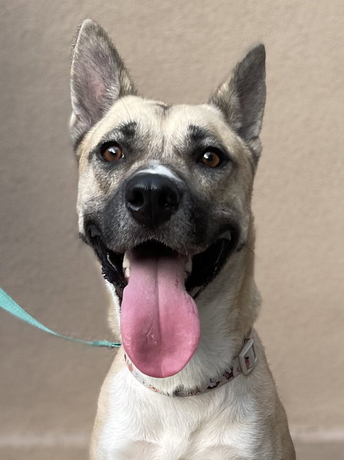 picture of the dog needing adoption